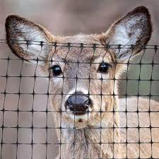 Poly Deer Fence Hs Pldf 000610