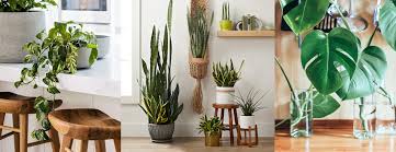 Indoor Plants That Need Very Little