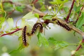 Cannibal Caterpillars On The Rise As