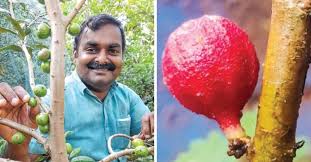 Kerala Man Grows 250 Exotic Fruit