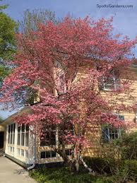 Native Small Trees For Midwestern Gardens