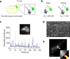 reversible peptide protein interactions