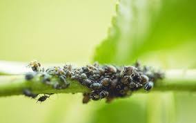 An Aphid Infestation