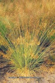 Photo Of The Seed Pods Or Heads Of