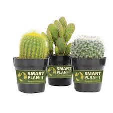 Smart Planet 9 Cm Assorted Cactus Plant