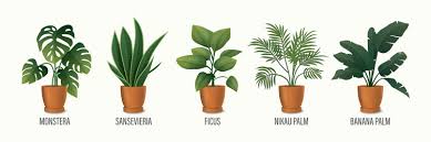 House Plant In Pot Icon Set Monstera