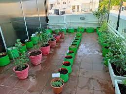 Terrace Garden At Rs 250 Square Feet In