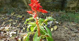 Medicinal Plants Celosia Argentea
