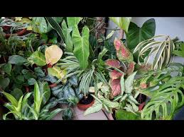 Indoor Plants Bushy Indoor Plant Care
