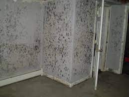 The Dangers Of Mould In Your Home
