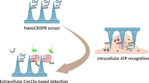 Crispr Cas Assisted Nanoneedle Sensor
