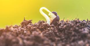Tips For Successfully Gardening In Utah
