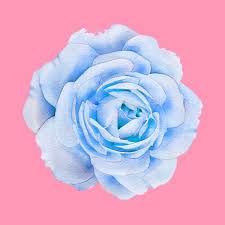 Blue Flower Widget Aesthetic Themes