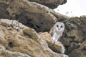 Barn Owls Are Back In Cyprus Cyprus Mail