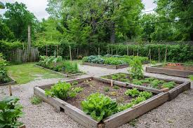 Vegetable Garden From Scratch