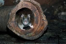 Key Signs That Rats Or Rodents May Have