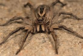 Wolf Spiders