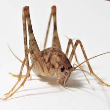 Pest Advice For Controlling Crickets