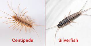 Is It A House Centipede Or A Silverfish