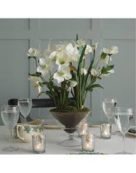 White Amaryllis In A Footed Glass Vase