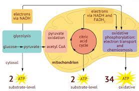 Cellular Respiration Diagram Quizlet