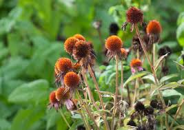 10 Perennials To Cut Back In Fall 10