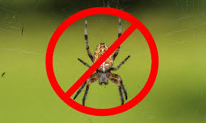 How To Keep Spiders Bugs And Mice Out