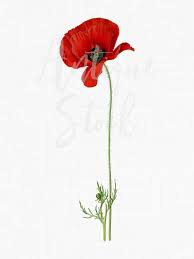 Red Flower Clipart Poppy Flower Vintage