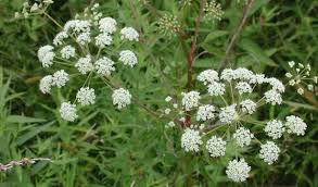 Poison Parsnip Is Deadly For Dogs And