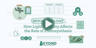 How Light Intensity Affects Rate Of