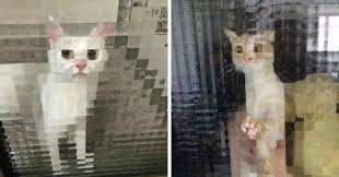 Cats Behind Pixelated Glass Doors
