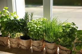 How To Plant And Grow Herbs Indoors