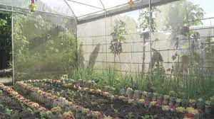 Vegetable Garden In Samar Philippines