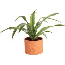 Dracaena Indoor Plant