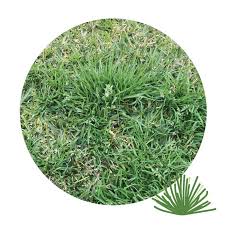 Weeds The Turf Farm Premium Instant
