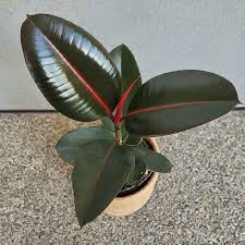 13 Vastu Plants For Home Office Their