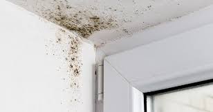 Prevent Mold And Cleanup