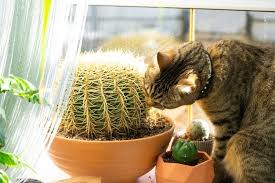 Domestic Cat Nibbles A Cactus Spoils