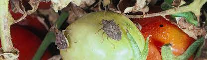 Stink Bugs Tomato Agriculture Pest