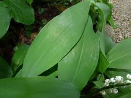 Lily Of The Valley For Ramsons