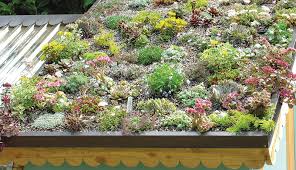 Make A Green Roof For Your En Coop
