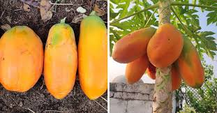 How To Grow Organic Papaya At Home
