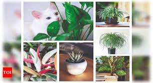 5 Indoor Plants That Are Safe For Your