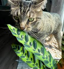 Wild Interiors Pet Friendly Plants