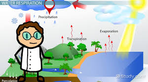 Respiration In The Water Cycle Lesson