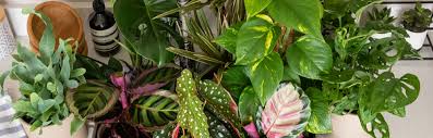 Houseplant Pests What You Need To Know