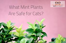 What Mint Plants Are Safe For Cats