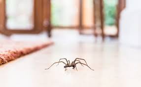 Ways Spiders Can Be Brought Into Homes