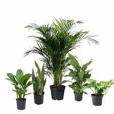 Areca Palm Fiscus Elastic Rubber Plant