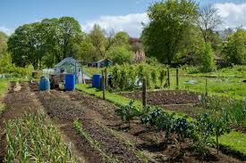 Grow Onions On Your Allotment